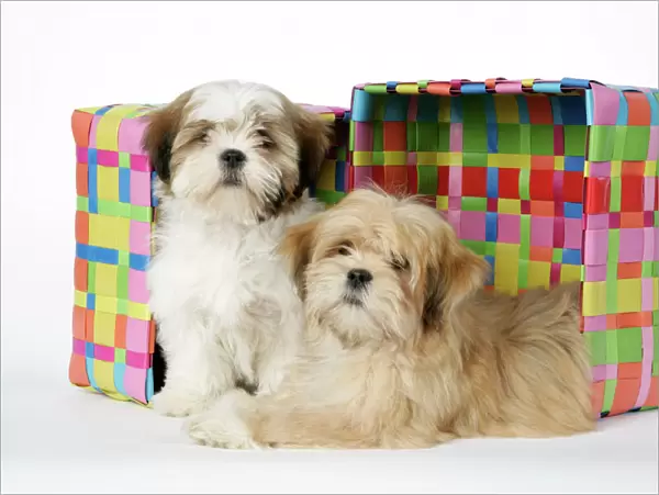 DOG - Shih Tzu & Lhasa Apso (right) puppies by box 10 & 12 wks old