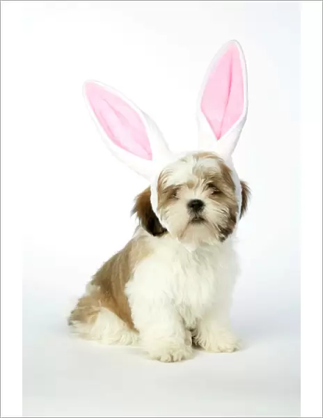 DOG - Lhasa Apso - 12 week old puppy wearing rabbit ears