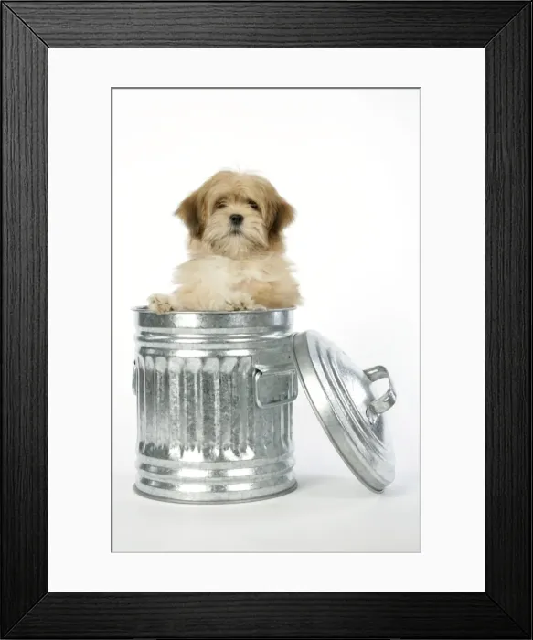 Framed Print : DOG - Lhasa Apso - 12 week old puppy in dustbin Framed Print : DOG - Lhasa Apso - 12 week old puppy in dustbin
