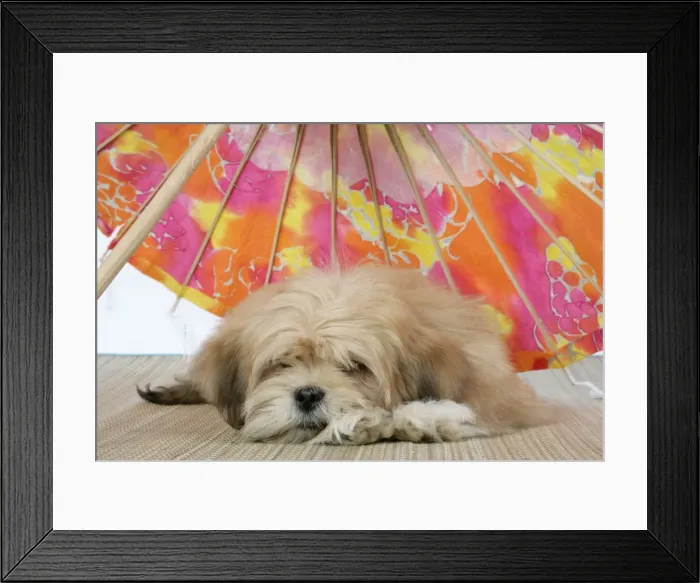 Framed Print : DOG - Lhasa Apso - 12 week old puppy lying under parasol Framed Print : DOG - Lhasa Apso - 12 week old puppy lying under parasol