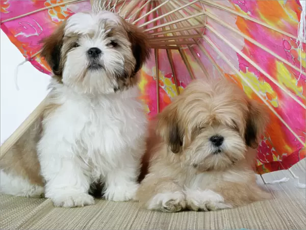 DOG - Lhasa Apso (right) & Shih Tzu puppies lying under a parasol