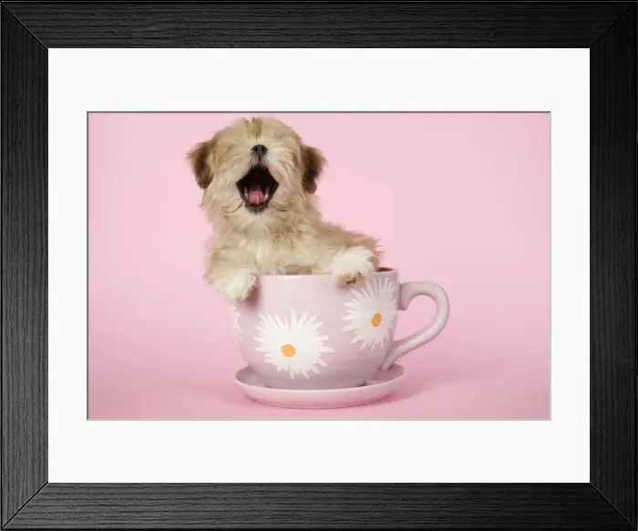 Framed Print : DOG - Lhasa Apso - 12 week old puppy in big teacup yawning Framed Print : DOG - Lhasa Apso - 12 week old puppy in big teacup yawning