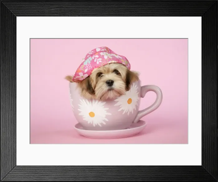 Framed Print : DOG - Lhasa Apso - 12 week old puppy in big teacup with pink hat Framed Print : DOG - Lhasa Apso - 12 week old puppy in big teacup with pink hat