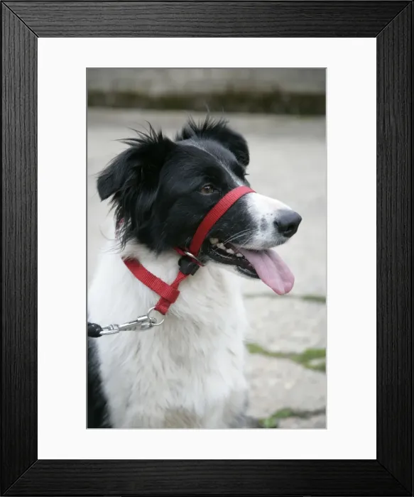 Framed Print : DOG - Collie dog wearing a head collar Framed Print : DOG - Collie dog wearing a head collar