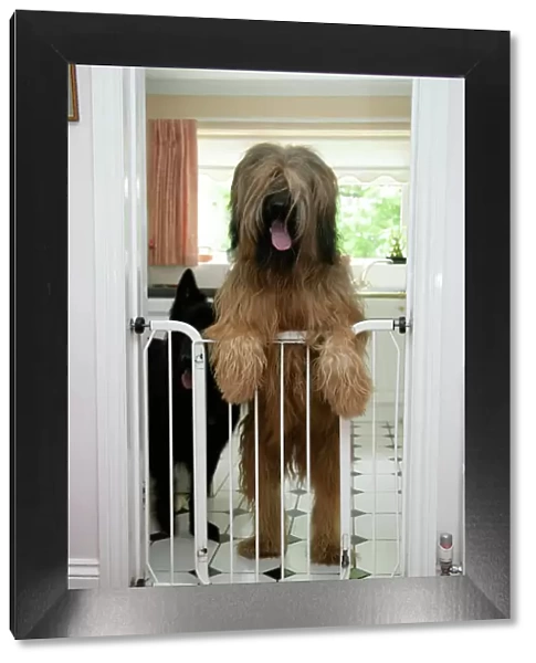 DOG - Briard dog behind baby gate, looking over