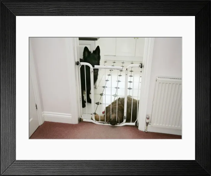 Framed Print : DOG - dogs behind baby gate Framed Print : DOG - dogs behind baby gate