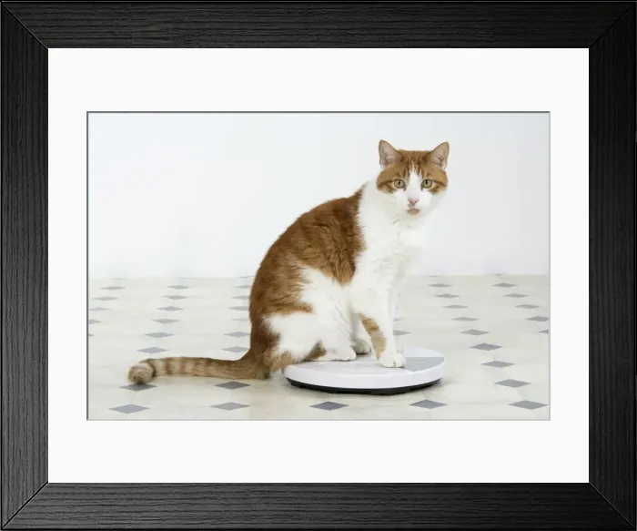 Framed Print : CAT - sitting on bathroom scales Framed Print : CAT - sitting on bathroom scales