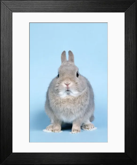 Framed Print : Agouti French Lop Rabbit Framed Print : Agouti French Lop Rabbit