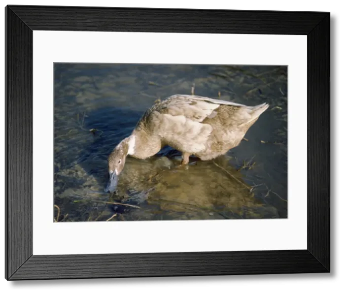 Framed Print : Khaki Cambell Duck - domestic Framed Print : Khaki Cambell Duck - domestic