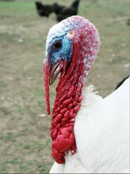 Broad Breasted White Turkey