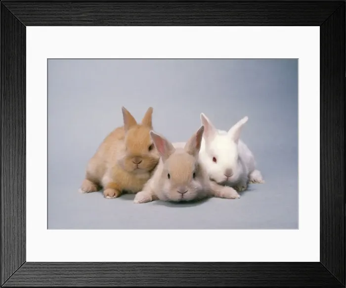 Framed Print : Sussex Gold & Cream Rabbits - x3 Framed Print : Sussex Gold & Cream Rabbits - x3