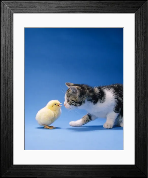 Framed Print : Cat - Kitten & Chick Framed Print : Cat - Kitten & Chick