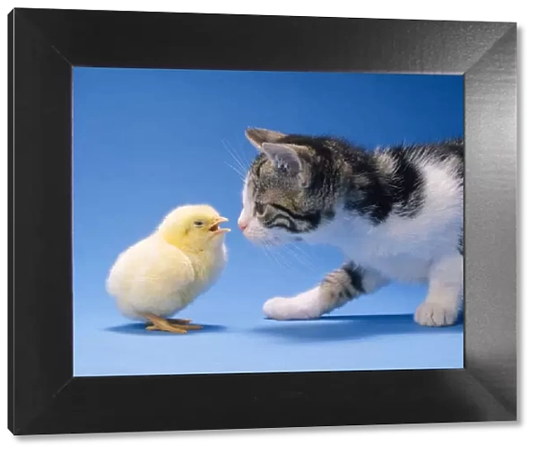 Cat - Kitten & Chick