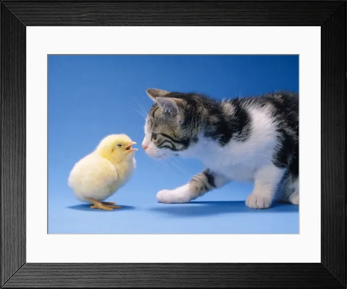 Framed Print : Cat - Kitten & Chick Framed Print : Cat - Kitten & Chick