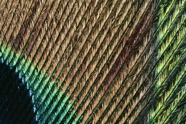 Peacock Tail Feather Close-up