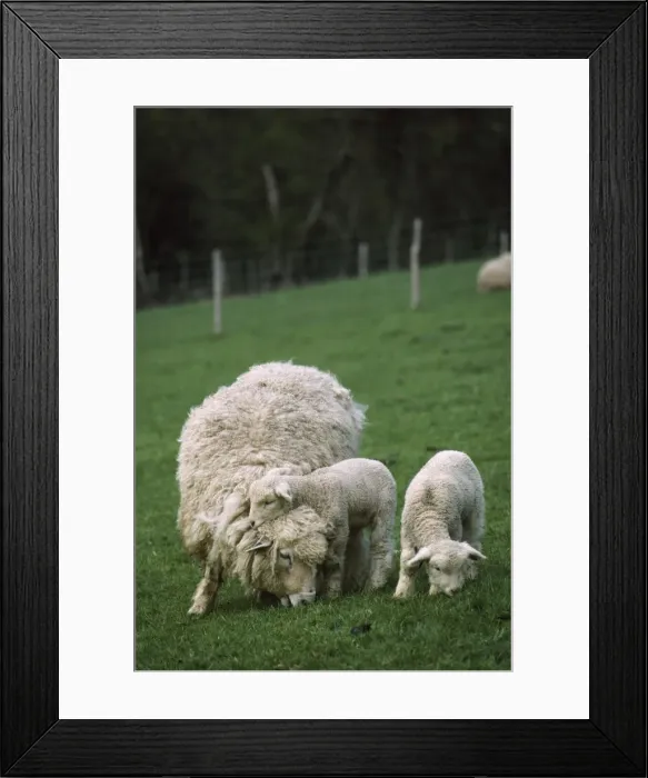 Framed Print : Romney Sheep Framed Print : Romney Sheep