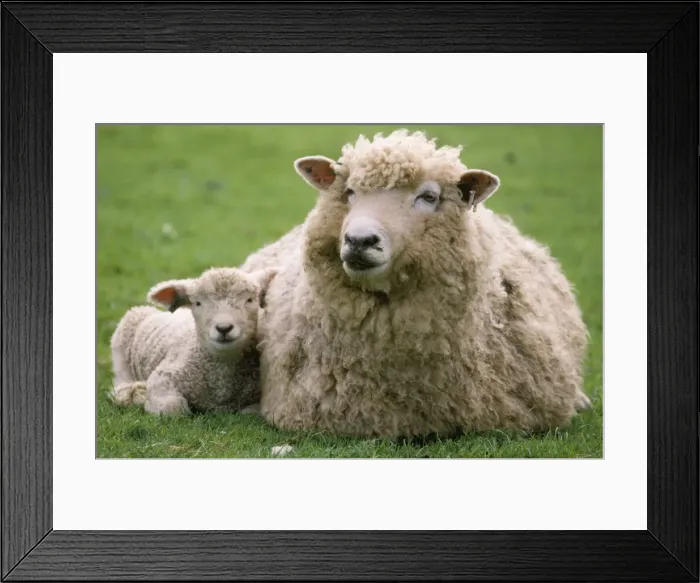 Framed Print : Romney Sheep Kent, UK Framed Print : Romney Sheep Kent, UK
