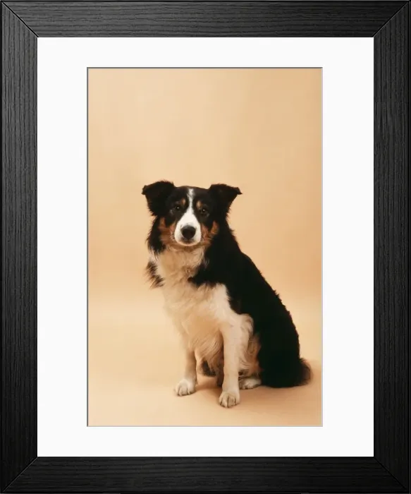 Framed Print : Border Collie Sheep Framed Print : Border Collie Sheep