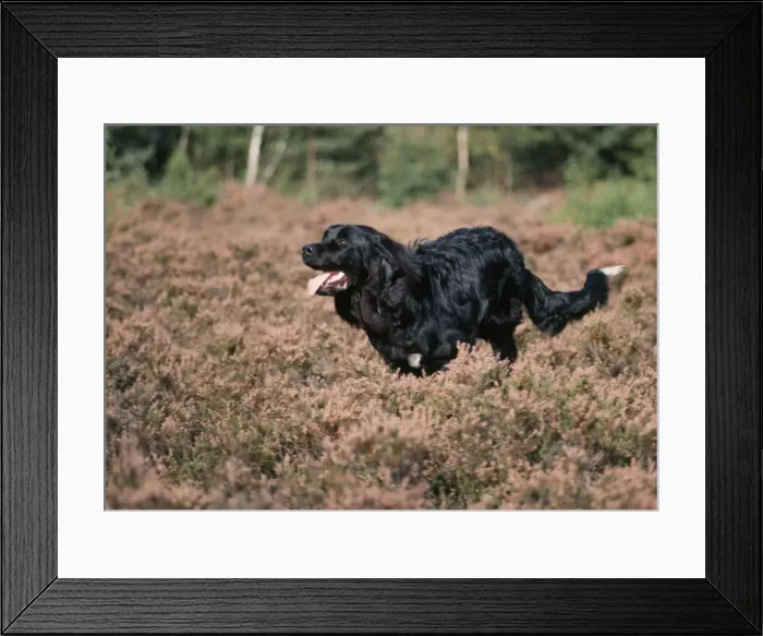 Framed Print : Newfoundland Dog