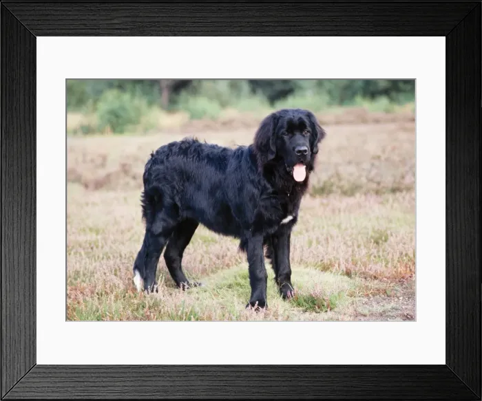 Framed Print : New-foundland Dog Framed Print : New-foundland Dog