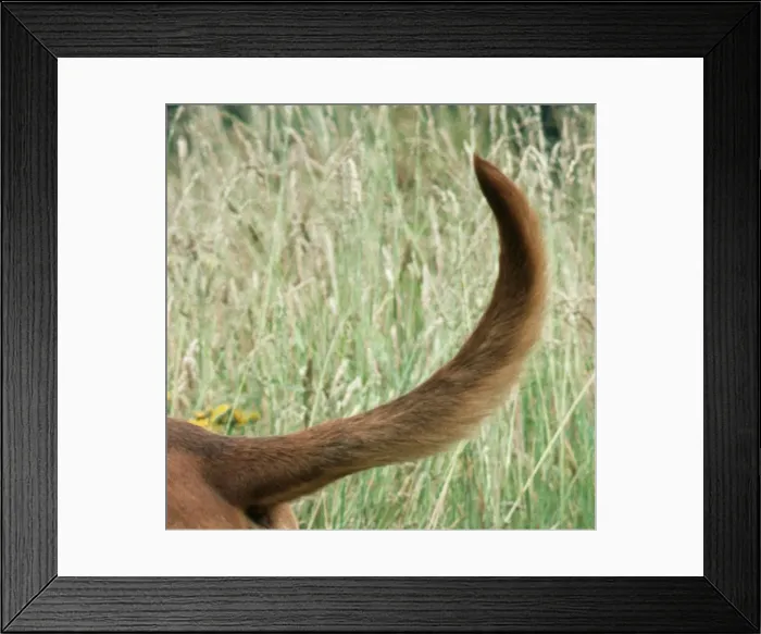 Framed Print : Bloodhound Dog Tail Framed Print : Bloodhound Dog Tail