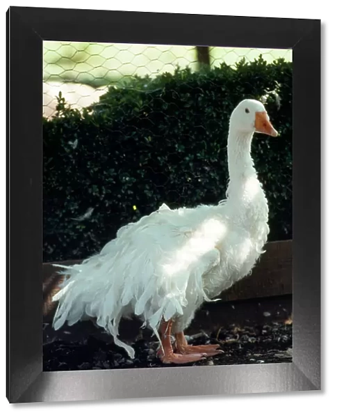 Sebastopol Goose - domestic