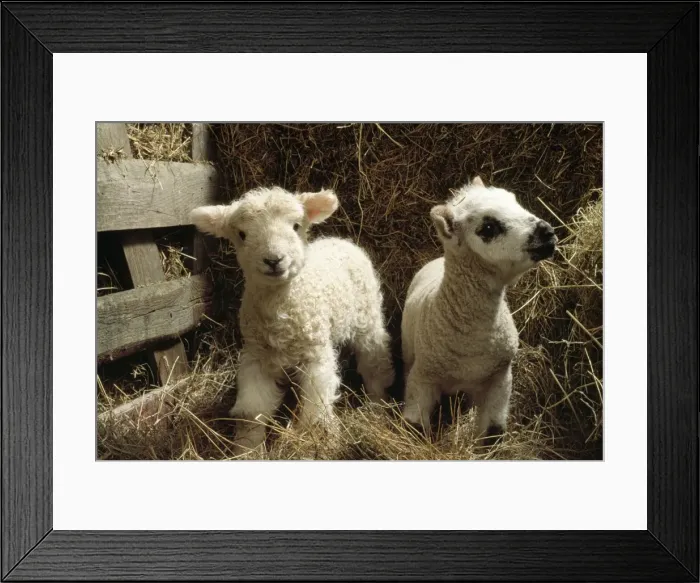 Framed Print : Sheep - x2 lamds Framed Print : Sheep - x2 lamds