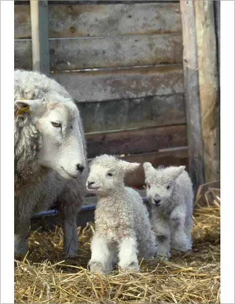 Sheep - lambs