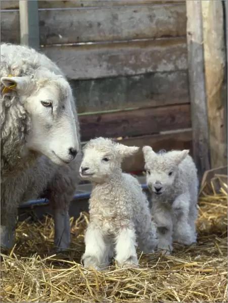 Sheep - lambs