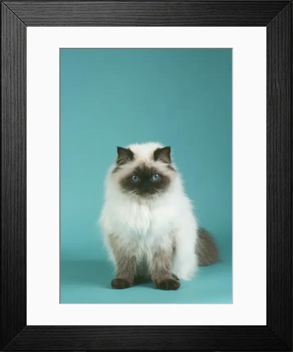 Framed Print : Chocolate Persian Point Cat Framed Print : Chocolate Persian Point Cat