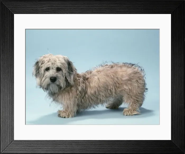 Framed Print : Dandie Dinmont Terrier Dog