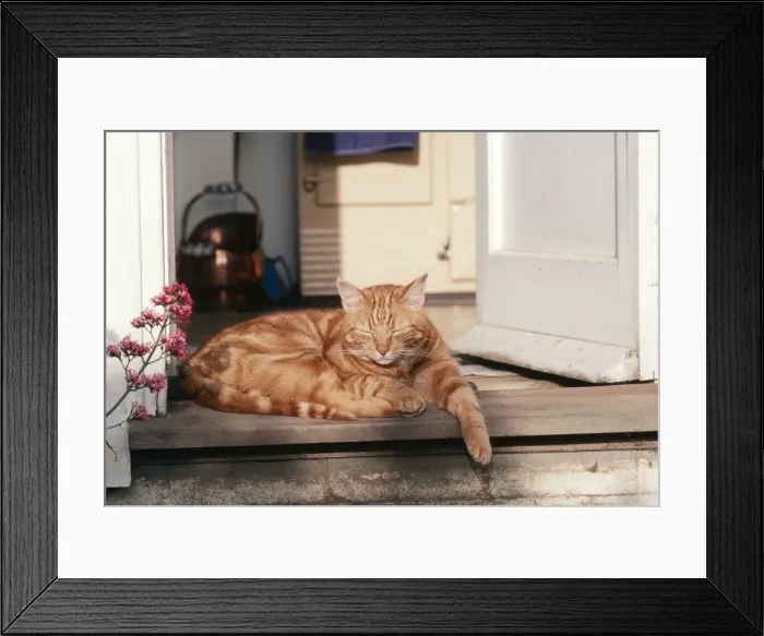 Framed Print : Ginger Tom Cat Framed Print : Ginger Tom Cat