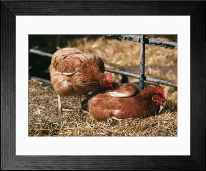 Framed Print : Chicken Hen pecking another Framed Print : Chicken Hen pecking another