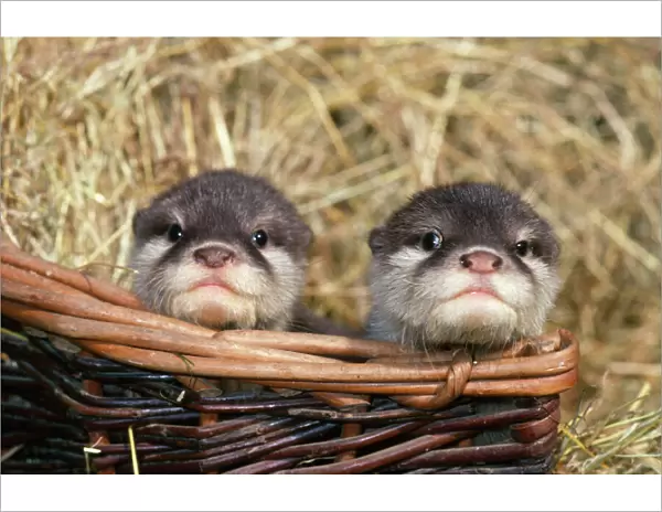 Otter - x2 babies in basket