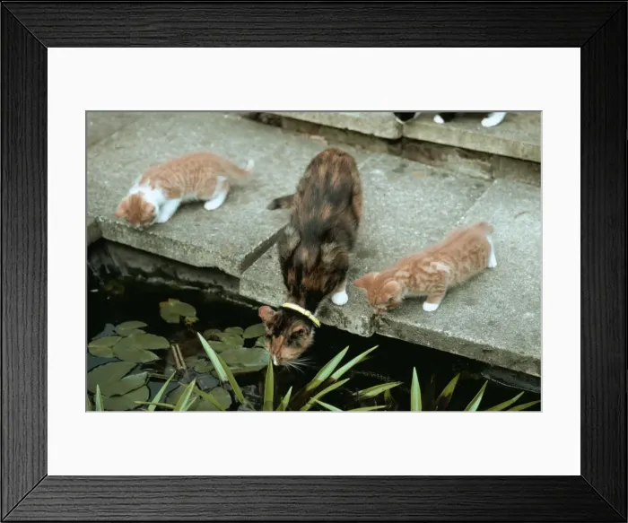 Framed Print : Cat And Kittens Looking Into Garden Pond