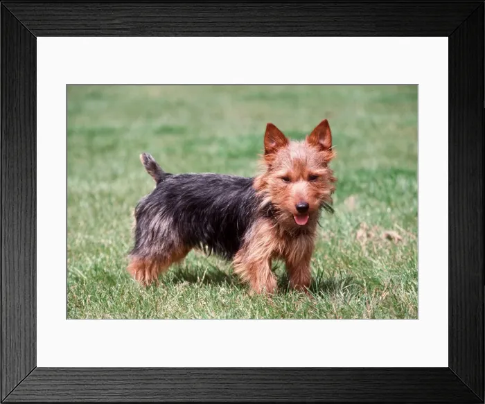 Framed Print : Australian Terrier Framed Print : Australian Terrier