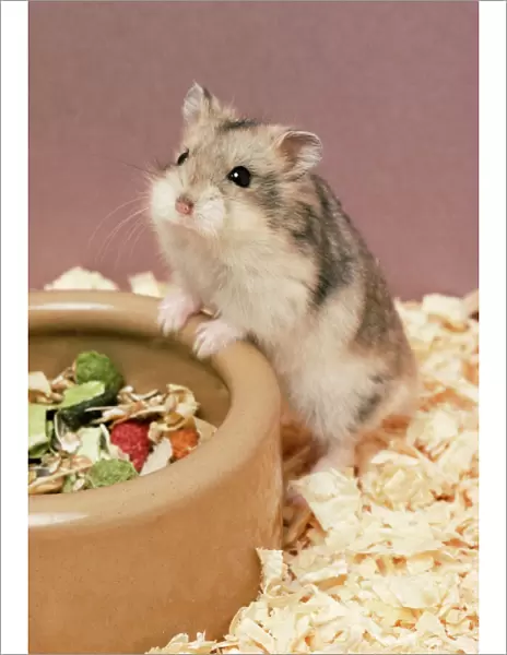 Dwarf Russian Hamster