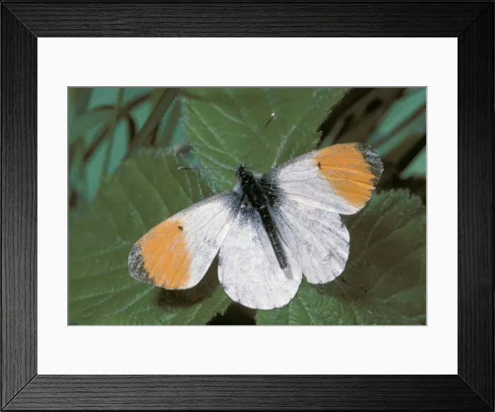 Framed Print : Orange-tip Butterfly - male Framed Print : Orange-tip Butterfly - male