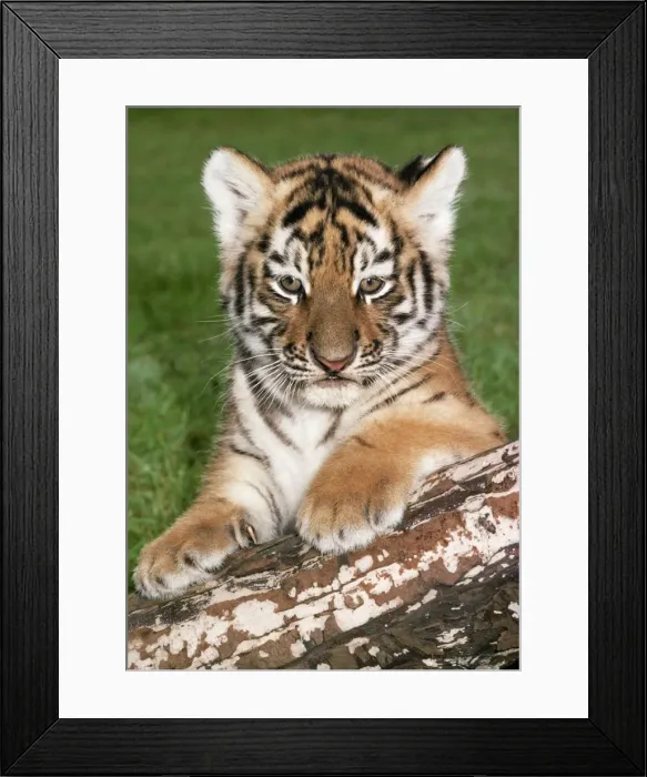 Framed Print : Siberian Tiger - cub on log Framed Print : Siberian Tiger - cub on log