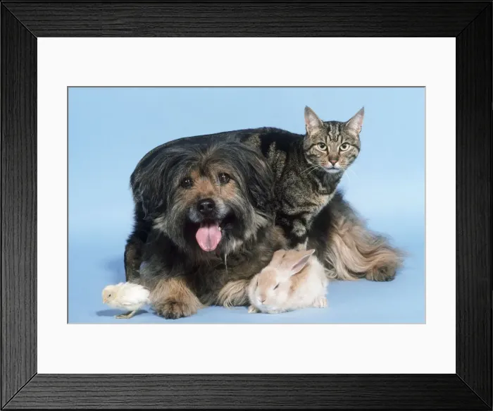 Framed Print : Dog Cat Rabbit & Chick