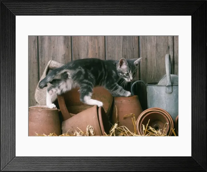 Framed Print : Cat Kitten in a potting shed Framed Print : Cat Kitten in a potting shed