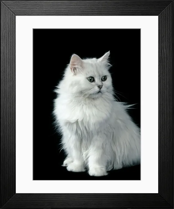Framed Print : Chinchilla Cat - Sitting down Framed Print : Chinchilla Cat - Sitting down