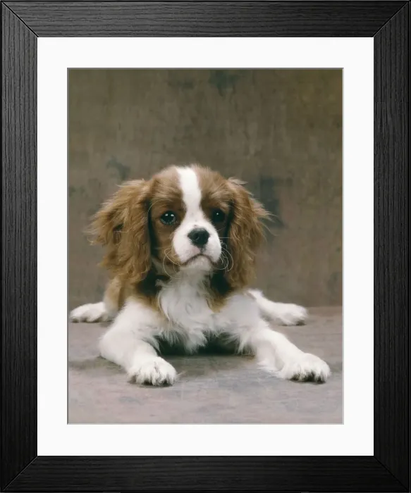 Framed Print : King Charles Cavalier Spaniel Dog Framed Print : King Charles Cavalier Spaniel Dog