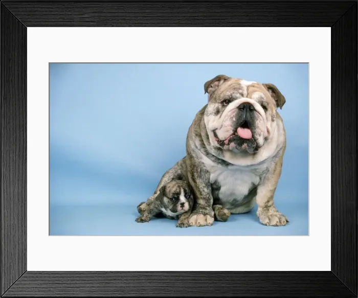 Framed Print : Bulldog - with puppy Framed Print : Bulldog - with puppy
