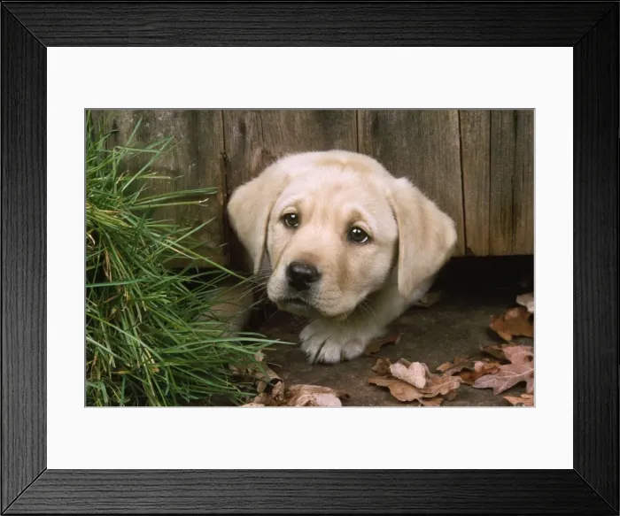 Framed Print : Labrador Dog - puppy