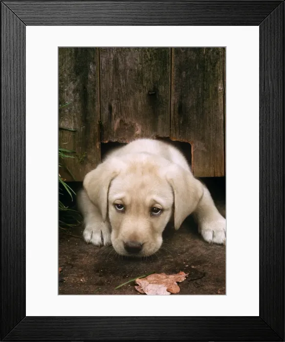 Framed Print : Labrador Dog - puppy