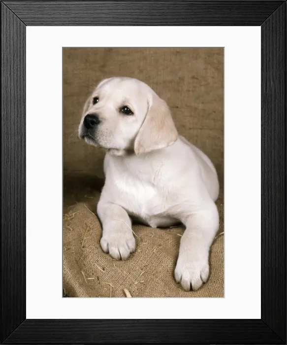 Framed Print : Labrador Retriever Dog 8 week old puppy Framed Print : Labrador Retriever Dog 8 week old puppy