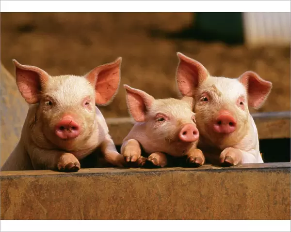 Pig x 3 piglets