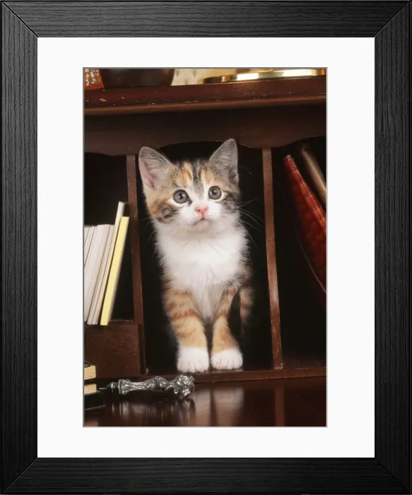 Framed Print : Cat Kitten on bureau