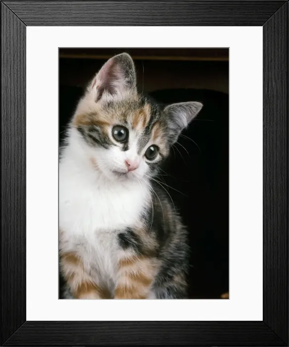 Framed Print : Cat - Kitten on bureau Framed Print : Cat - Kitten on bureau